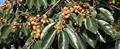 Caucasian persimmon, lilac persimmon